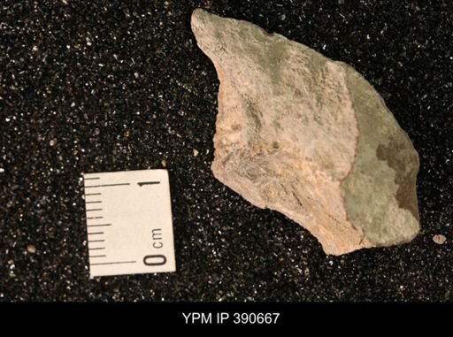 undet. Scaphitidae