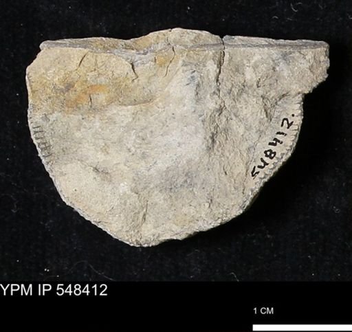Stropheodonta callawayensis