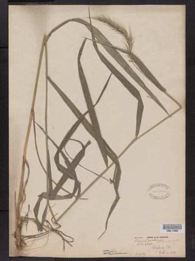 Elymus riparius