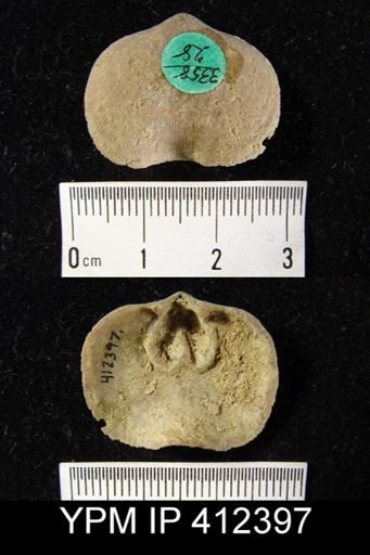 Schizophoria impressa