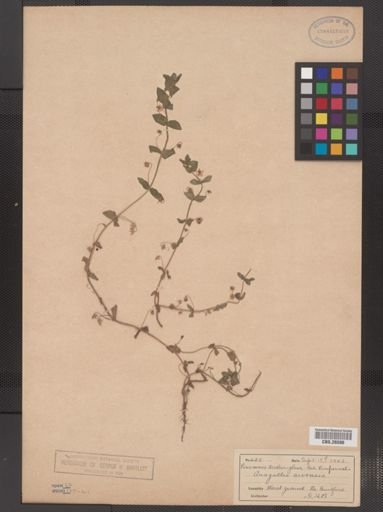 Plantae