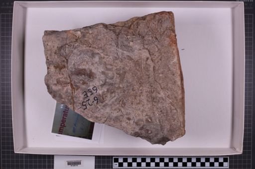 mixed taxa, stratigraphic collection