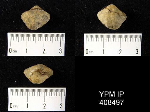 Spirifer modestus