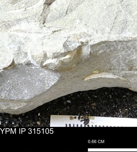 undet. Gastropoda