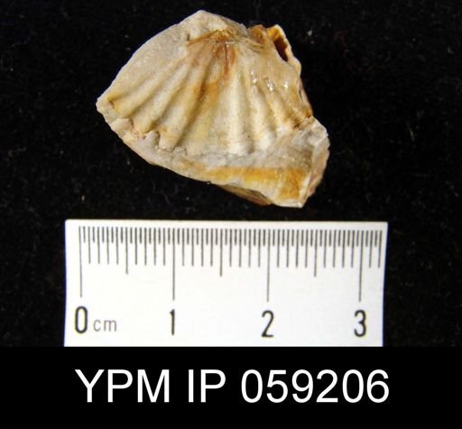Spirifer sp.