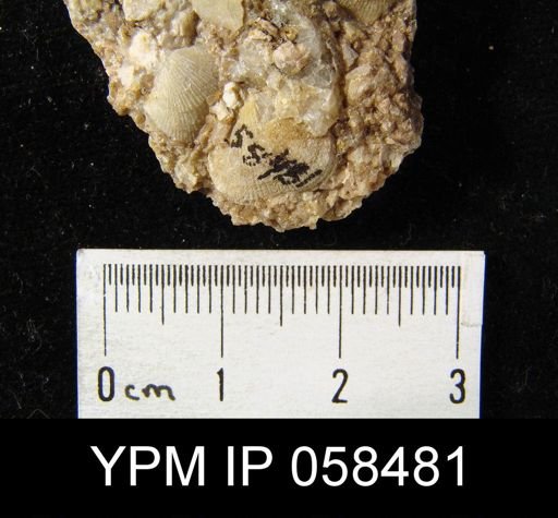 Rhipidomella oblata