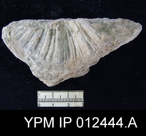 Neospirifer pseudocameratus