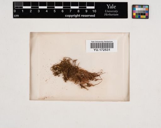 Plantae