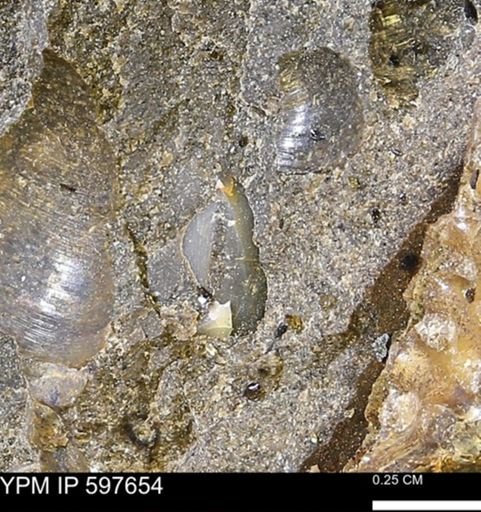 Protocardia?