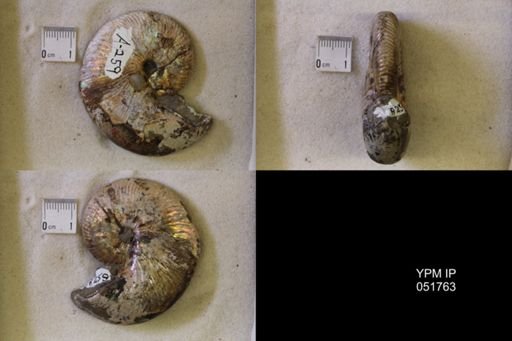 Hoploscaphites nicolletii