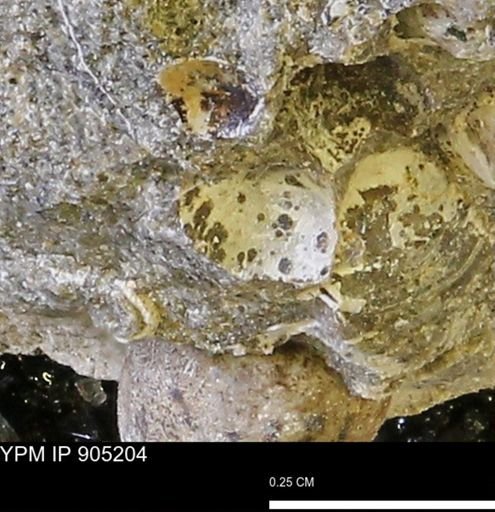 undet. Bivalvia