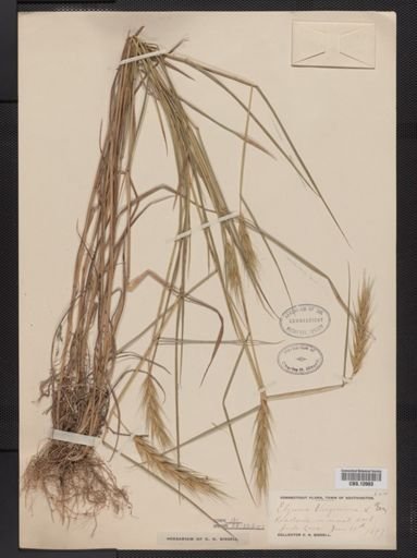 Elymus virginicus