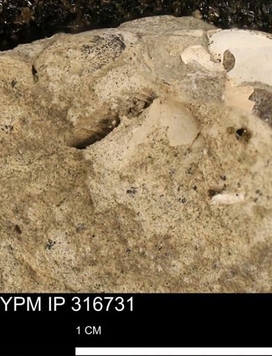 undet. Mollusca