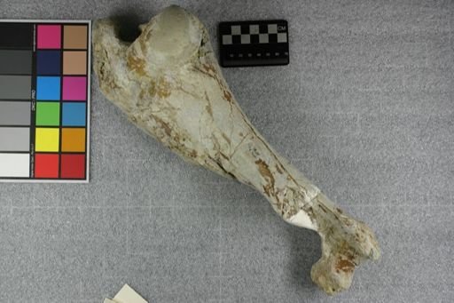 Entelodon sp.
