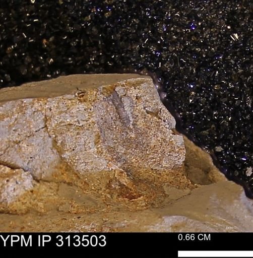 undet. Dentaliidae