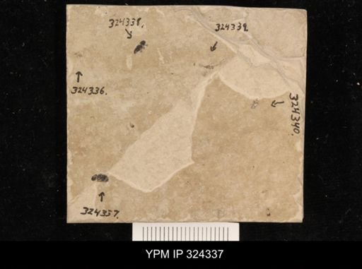 undet. Coleoptera