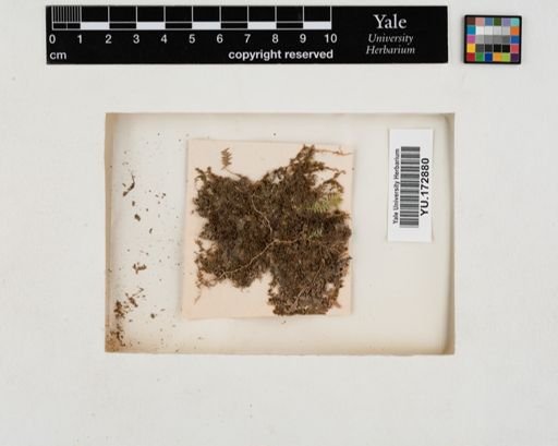 Plantae
