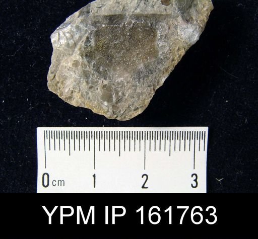 Brachyprion robusta