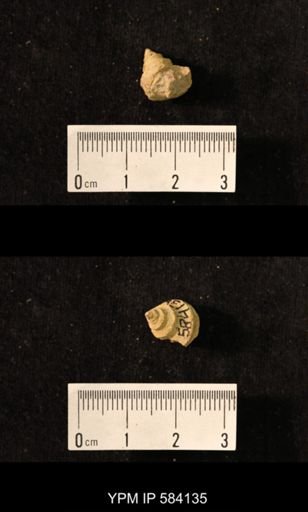 Worthenia tabulata