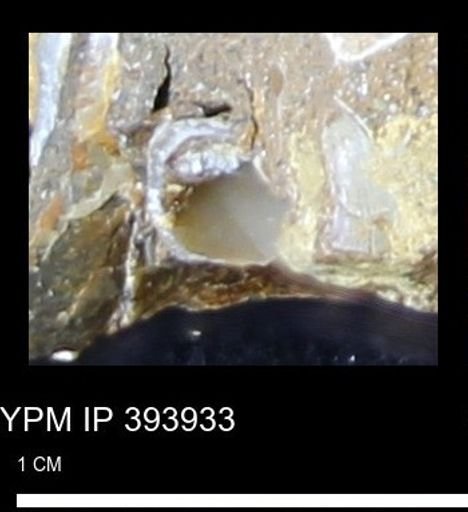 undet. Mollusca