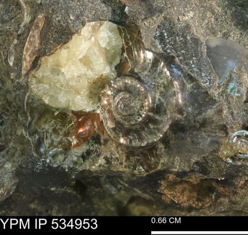 undet. Scaphitidae