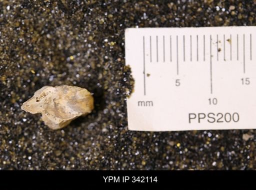 undet. Mollusca