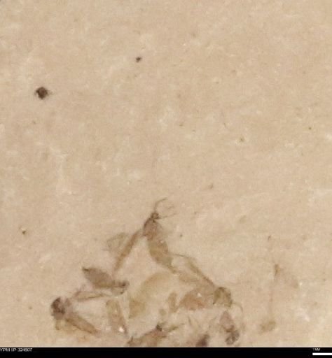 undet. Insecta