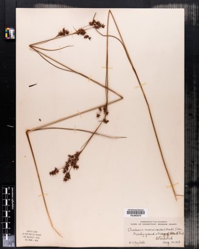 Cladium mariscoides