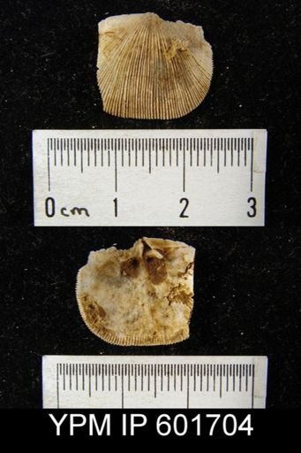 Doleroides sp.