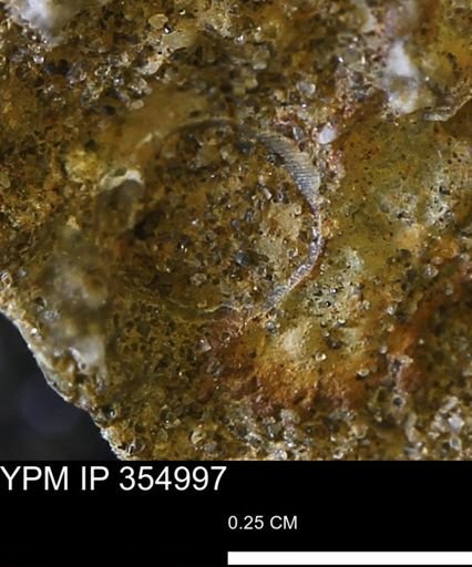 Mollusca