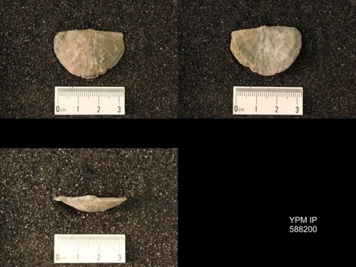 Streptorhynchus planoconvexa