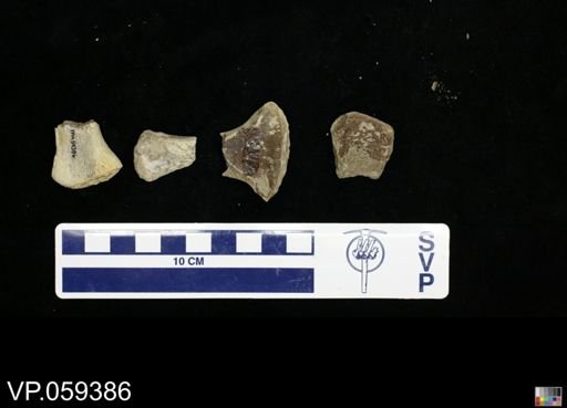 undet. Mosasauridae