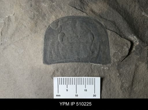 undet. Eurypterida