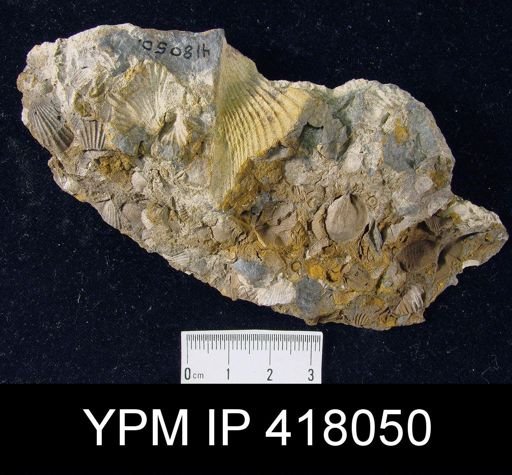 Brachiopod Assemblage Slab
