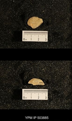 Astartella concentrica