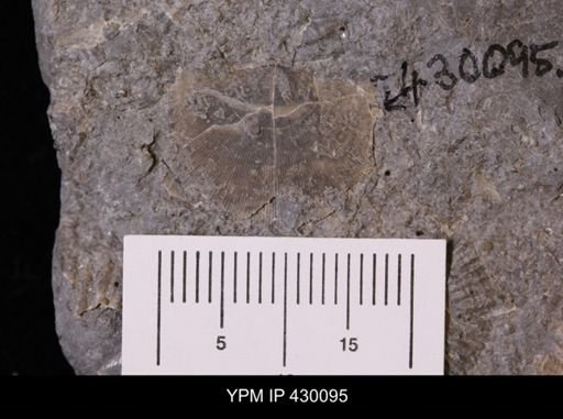 Protoleptostrophia sp.