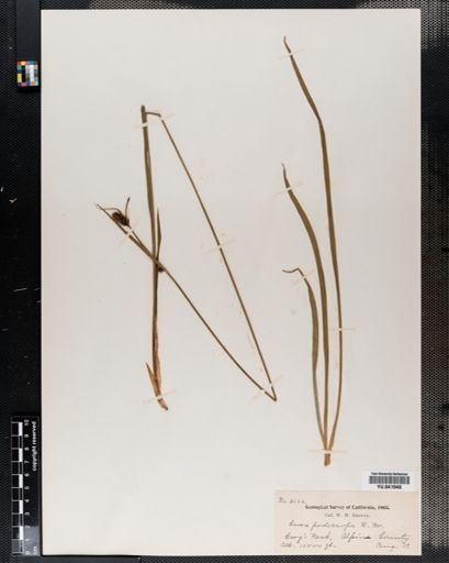 Carex