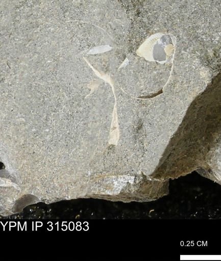 undet. Mollusca