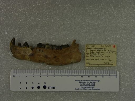 Phenacodus grangeri