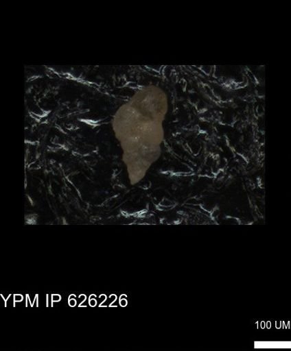 Heterohelicidae