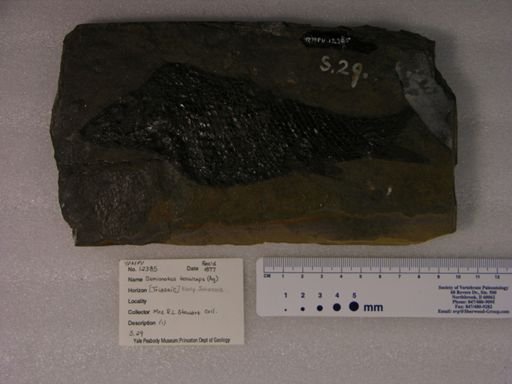 Semionotus tenuiceps