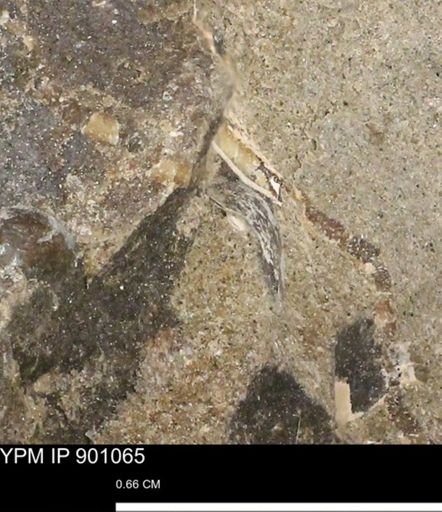 undet. Mollusca