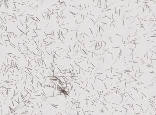 Haliclona (Haliclona)