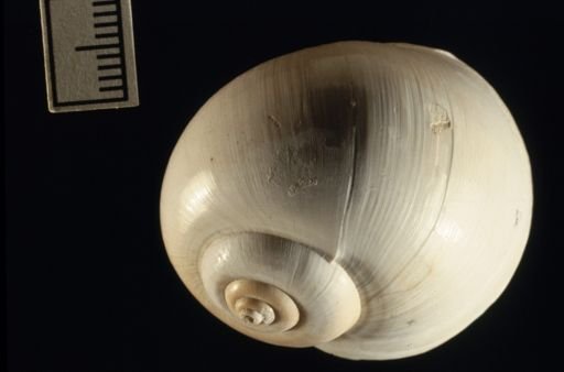 Natica patula