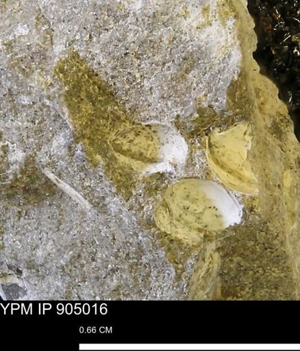 undet. Bivalvia