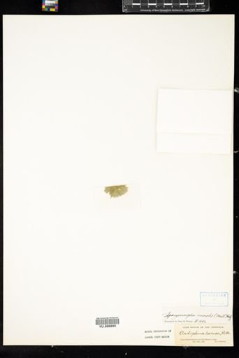 Spongomorpha lanosa