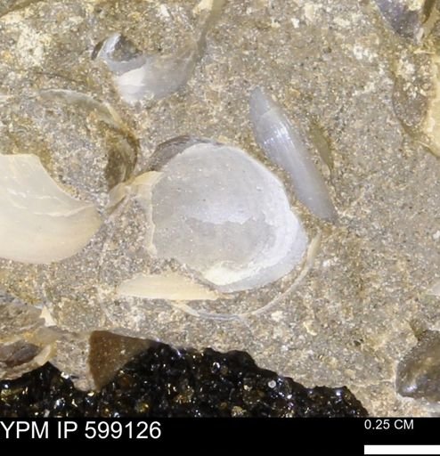undet. Bryozoa