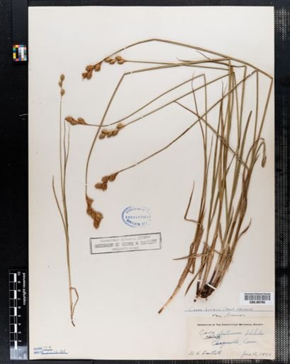 Carex brevior