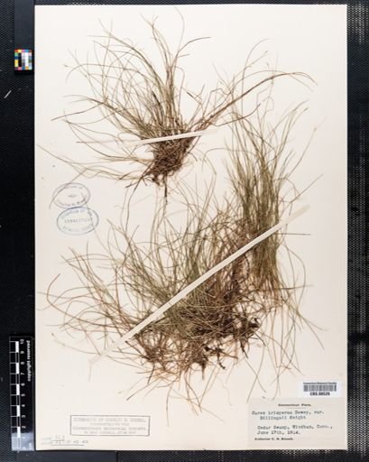 Plantae