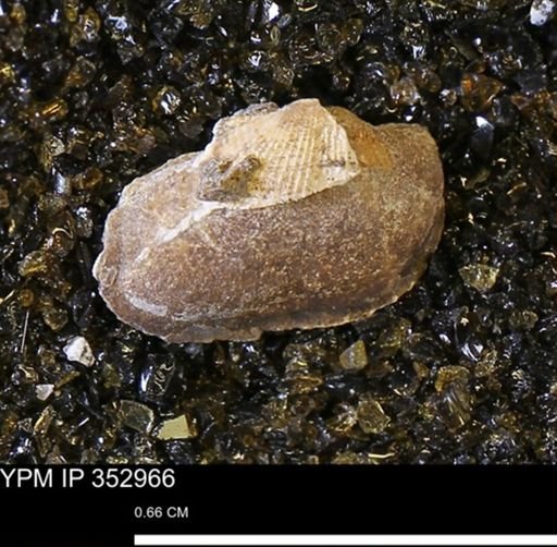 Parallelodon (Cosmetodon) sp.